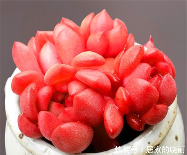 12月多肉红宝石就开始褪色,只因做错1件事,学会了鲜红明亮