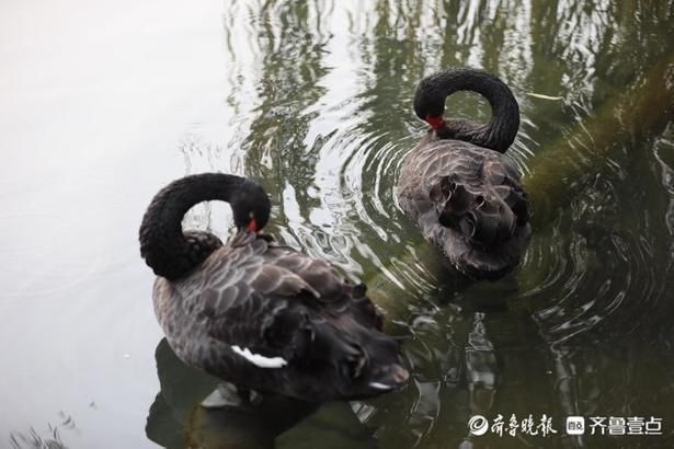 惬意|情报站｜舒服！济南百花洲黑天鹅享受冬日阳光，惬意自在水中游