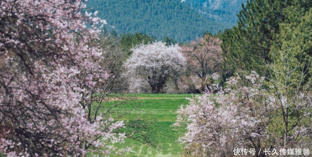 【林芝桃花节·5日旅拍】行摄中国最美的春天