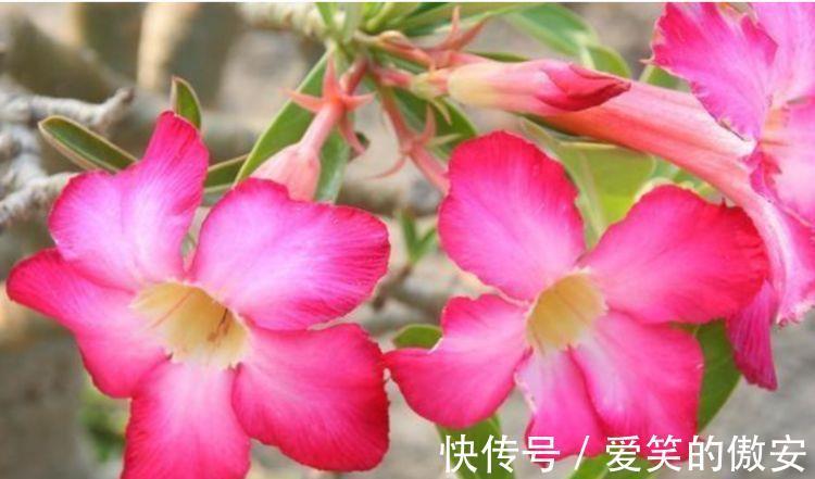 阳台|家里阳台必养此款花卉,一年四季开花不断,璀璨夺目超漂亮!