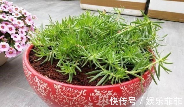 长寿花|悄悄告诉你,此5种花,掐个叶就生根,懒人都能养开花!