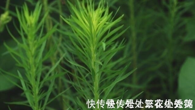 杀菌消炎|农村一野草,农民见1个拔1个,可杀菌消炎,已有人开始大量种植