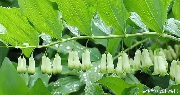 后世|老中医夸它可替代人参，后世争吵不休，润肺养胃阴，减血中糖、脂