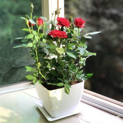 微型月季刚买回家,不会浇水,小心花苞掉光光,没花看!