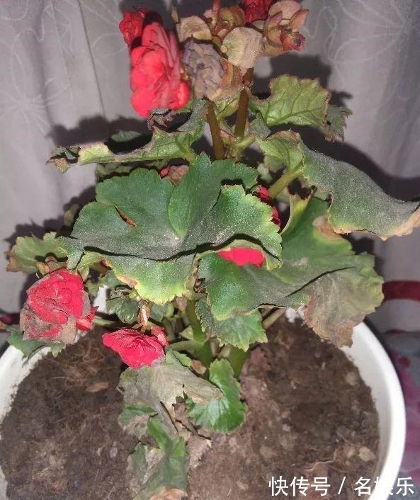 8种花现在赶紧剪，剃光头撸光叶，越狠越爆盆