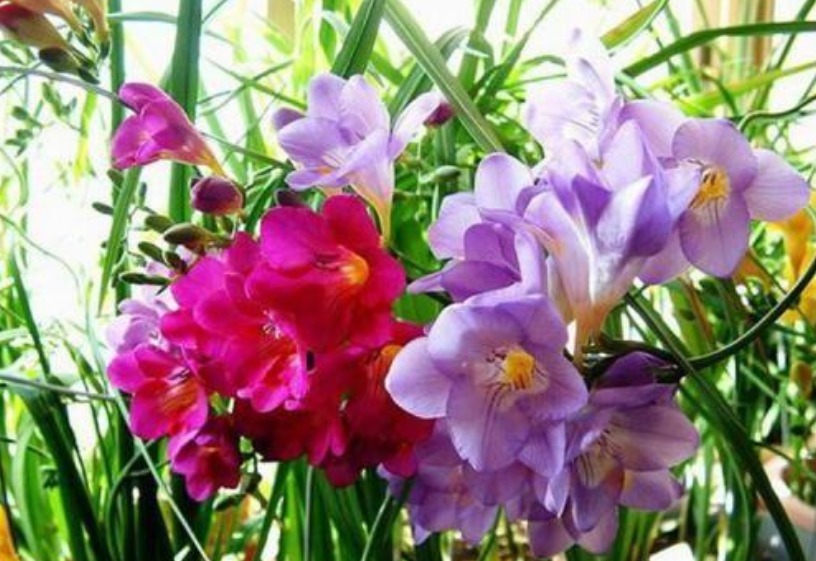 4种花是懒人的最爱，有阳光就爆盆，不用费心，就能长的特别好