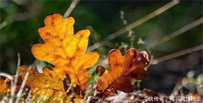 诗词|唐朝寒衣诗词六首:落叶惊风处处飞,绫梭夜夜织寒衣