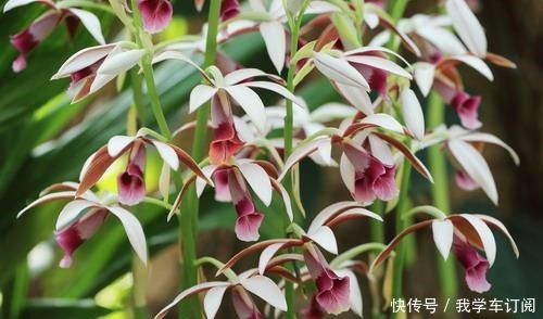 兰花土加“一料”，远离三怕，花苞“咕嘟”冒，开花一茬接一茬！