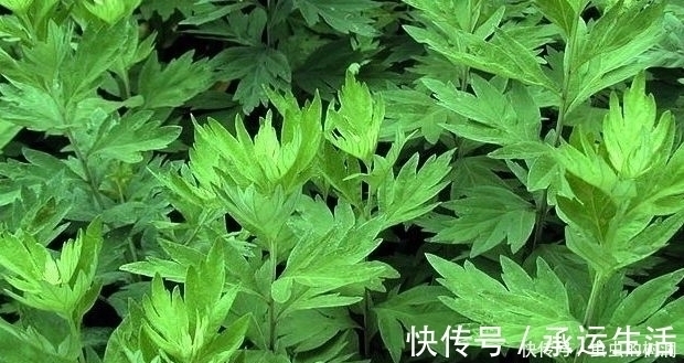 作用|艾叶切碎后用来煮水，还有如此作用，可惜知道的人不多
