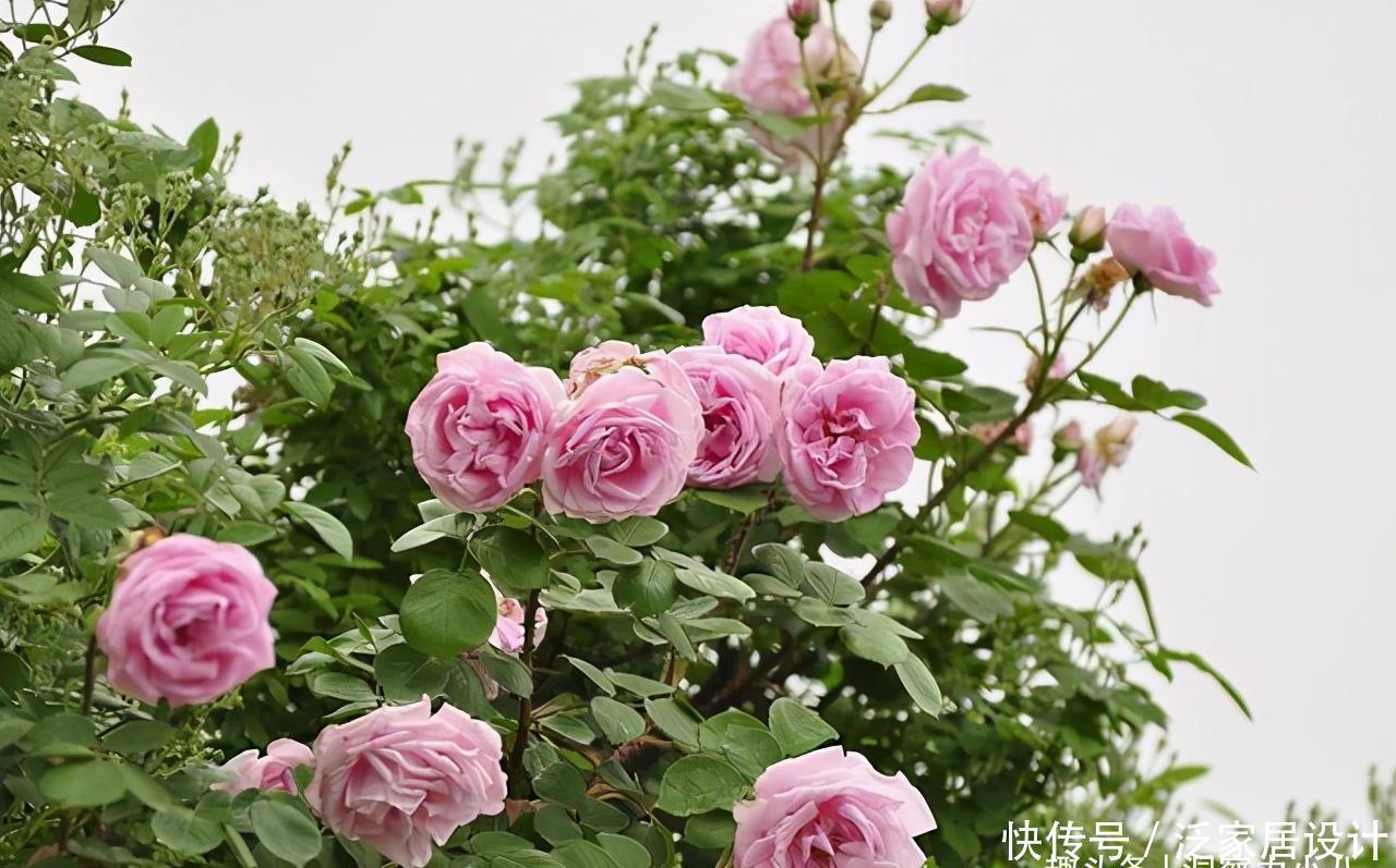 补水|六月养月季，做好防晒“三步骤”，枝叶不萎蔫，才能开出漂亮的花