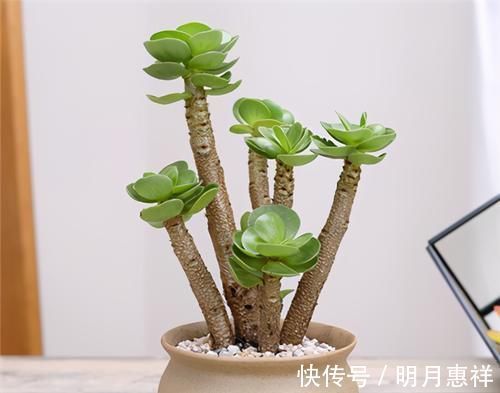 多肉金钱木，养成老桩更好看，招财旺福好运来