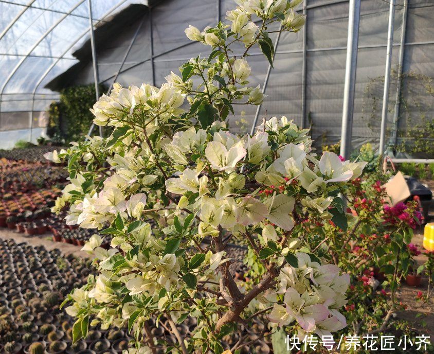 三角梅应该怎么浇水？很简单，浇水分2个阶段，掌握就能四季开花