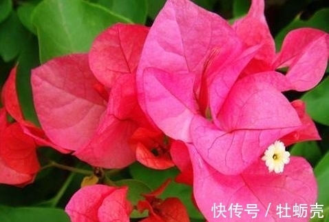 玫瑰花|适合春季养的花，好活易爆盆，花开媲美玫瑰，花朵姿态万千，美