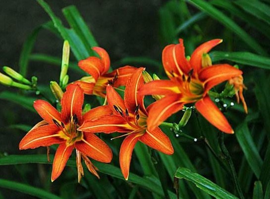 此花号称“中国的母亲花”，沾土活，见光旺，好养易活、花期长