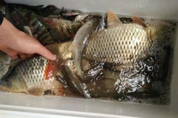 老司机：冷天开饵岂能乱来！多用四步，中鱼率高，刚下竿就有口