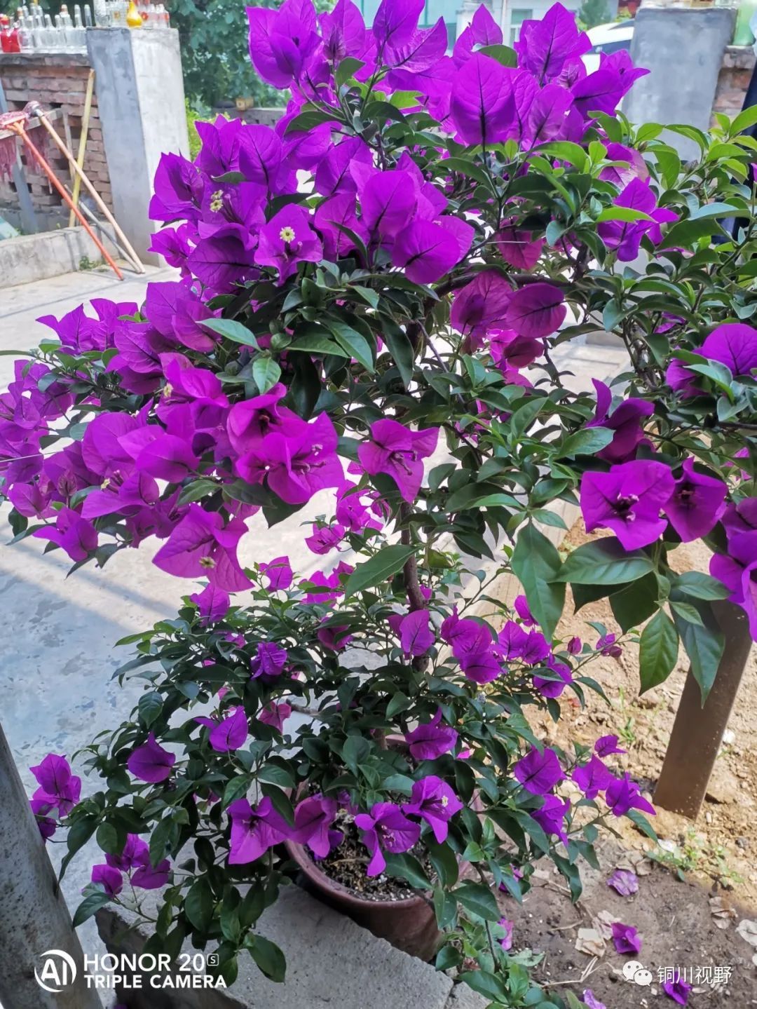 夏季|到了夏季,盆栽三角梅花开得很是鲜艳