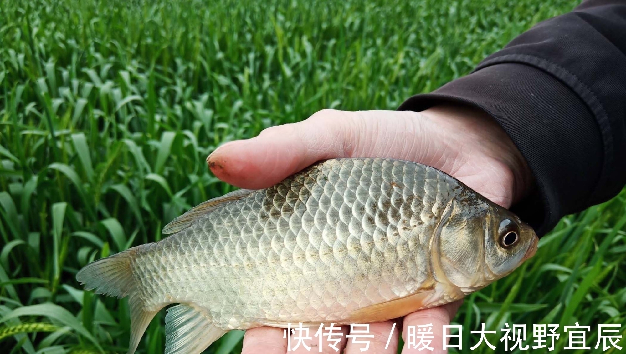 如何钓野生大鲫鱼?野生大鲫鱼喜欢什么味型?野钓大鲫鱼的诀窍