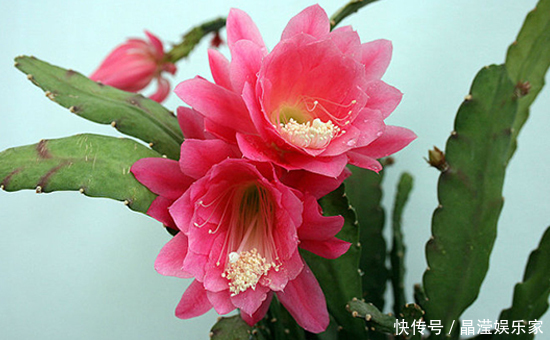 种花|仙人掌嫁接“一种花”,比扦插月季更简单,比嫁接蟹爪兰更好看