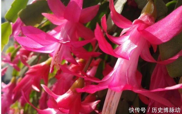 几款花卉,超级漂亮还旺运,寓意超好的,满屋都是香气