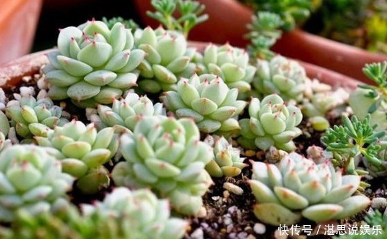 爆盆|此几款多肉植物,随便养养就爆盆,繁殖能力特强,呆萌可爱又好养