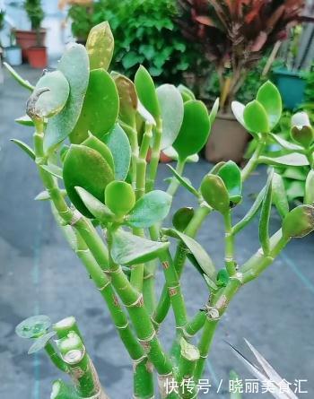 玉树的叶片被冻伤以后,应该怎么处理