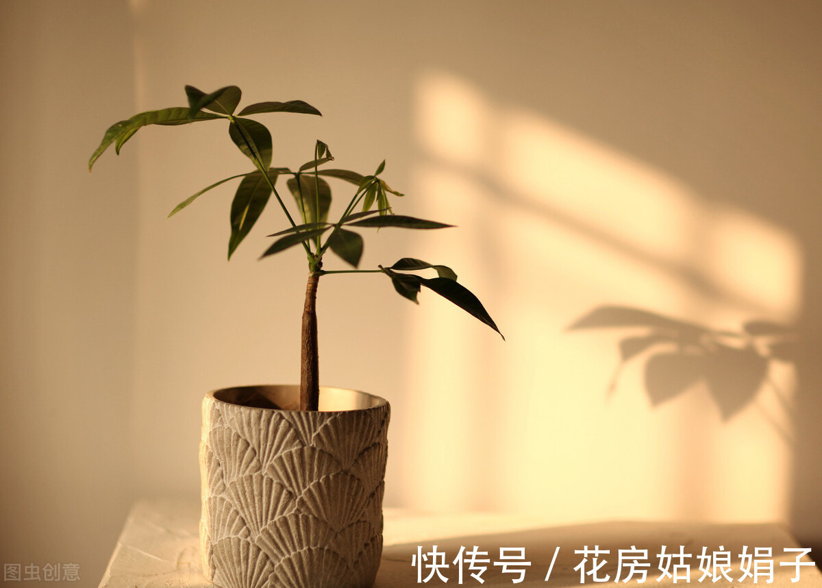 花友们|养花要舍得,3种花要“割韭菜”,割1茬10天冒新芽,越长越旺