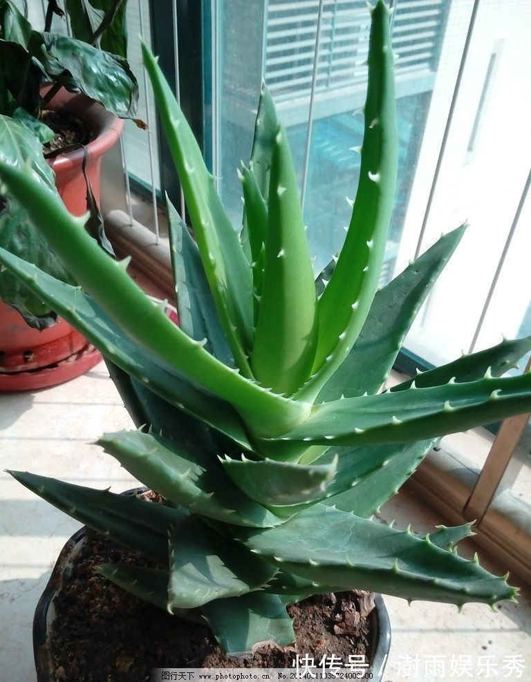 13种“阴冷花”，客厅没光照，长得更旺，越晒越难看