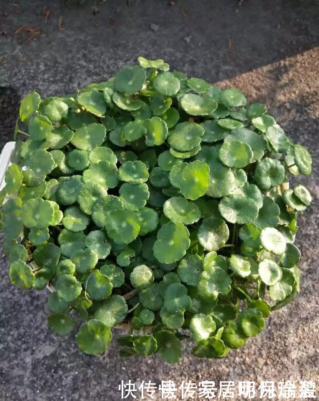 铜钱草|养花达人：张大爷家的花，1年养成“大转盘”，1次冒出25个头！