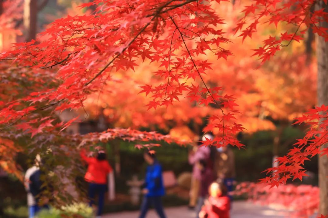 天开岩|栖霞山已经红红红！再等等等就要明年见啦！