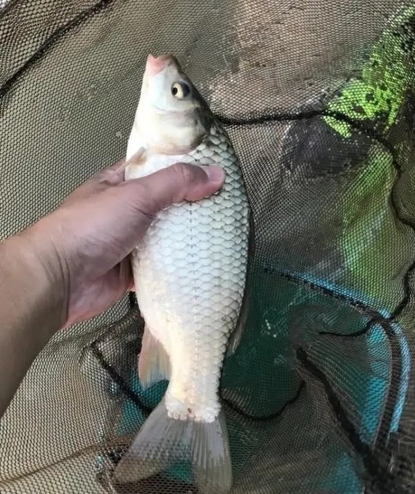地方|冬天的鱼都藏在草里?其实不是所有水草都有鱼,这些地方才聚鱼