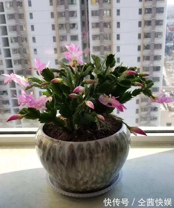 发财树|养花技巧6种花须用小盆“挤着养”,控水好、长得旺!
