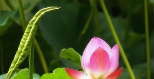 补肝益肾|冬天来了，多吃三种食物，补肝益肾，润肠乌发，想生病都难！