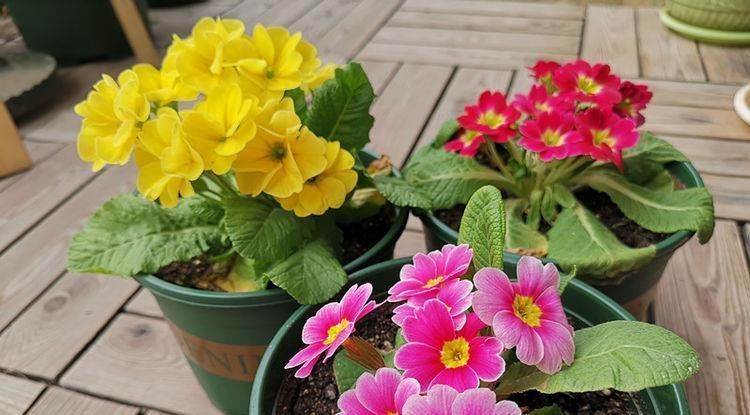养花|喜欢养花,不妨试试这几款,花朵开爆盆,花色绚丽多彩