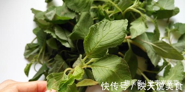 含钙量是菠菜的三倍，做饺子馅特别香，一口一个停不下来