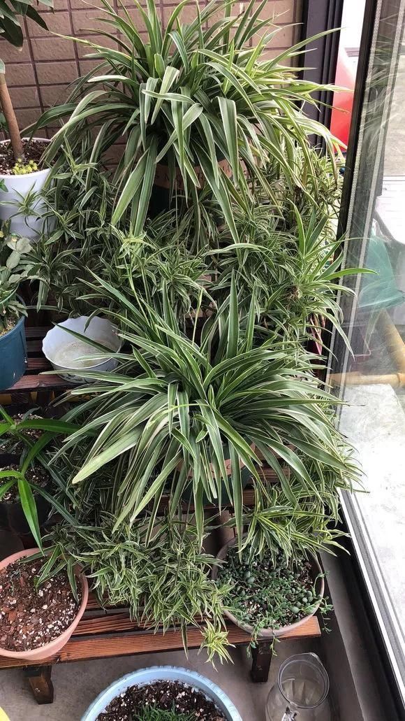 3种药片养花有“奇效”,浇水溶1片,叶绿根壮,比花肥厉害