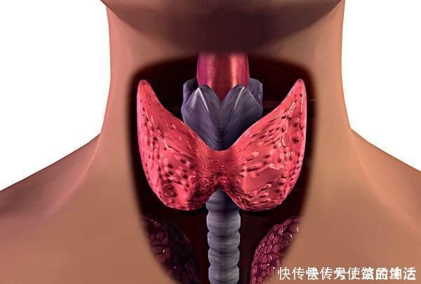 分泌|甲状腺结节的“元凶”找到了,三物常端上餐桌,甲状腺也会感谢你