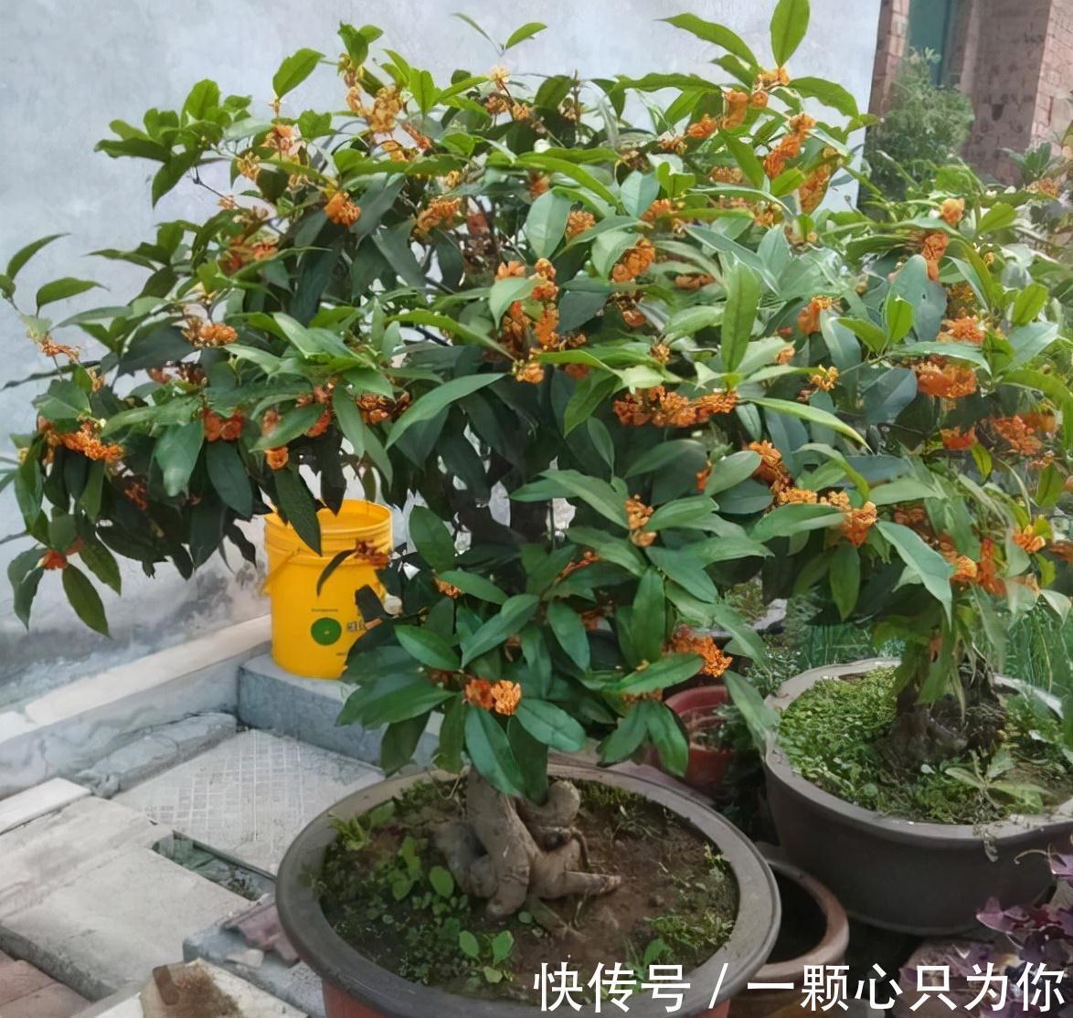 4种“杀菌花”，冬天养几盆，清香漂亮，空气清新，家里人少生病