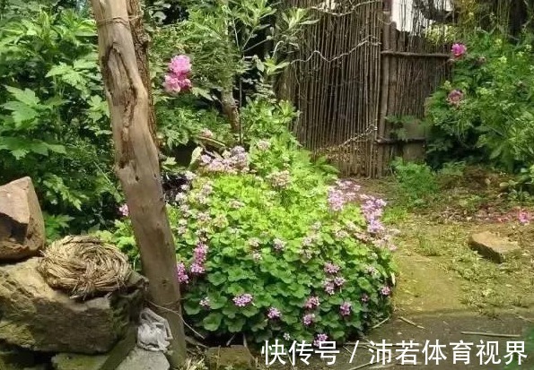 杂草|院子里长出5种草,尽量别破坏了,能赏又能当菜,有人花钱买来种