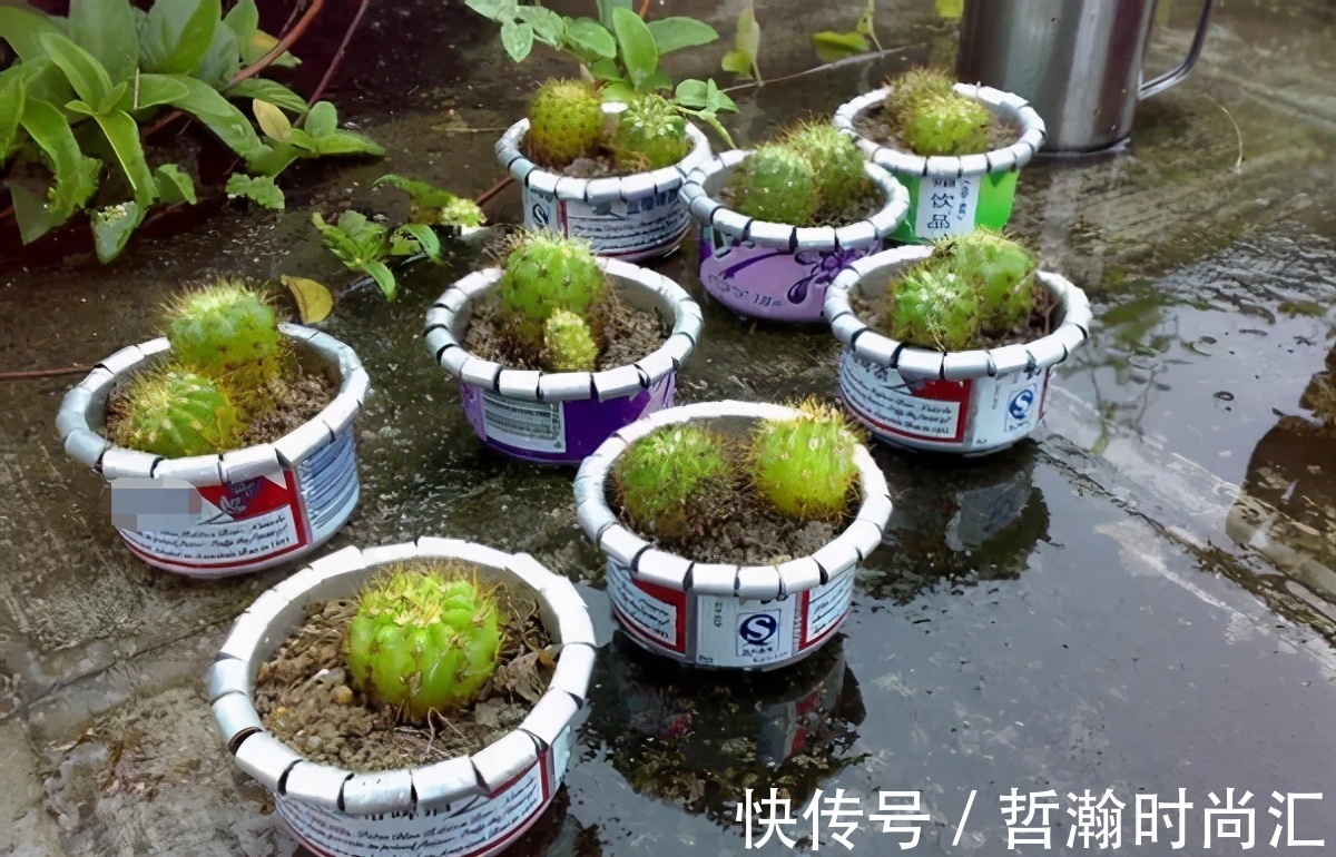 养花缺少花盆的话,多收集些它们“加工”就够了!