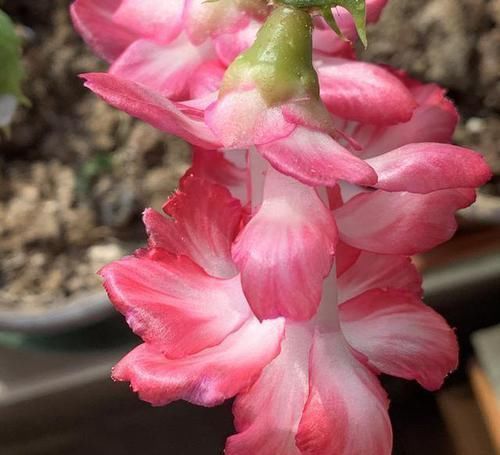 养蟹爪兰,给它喝点这酸水,不仅护根壮芽,花开还四季不断