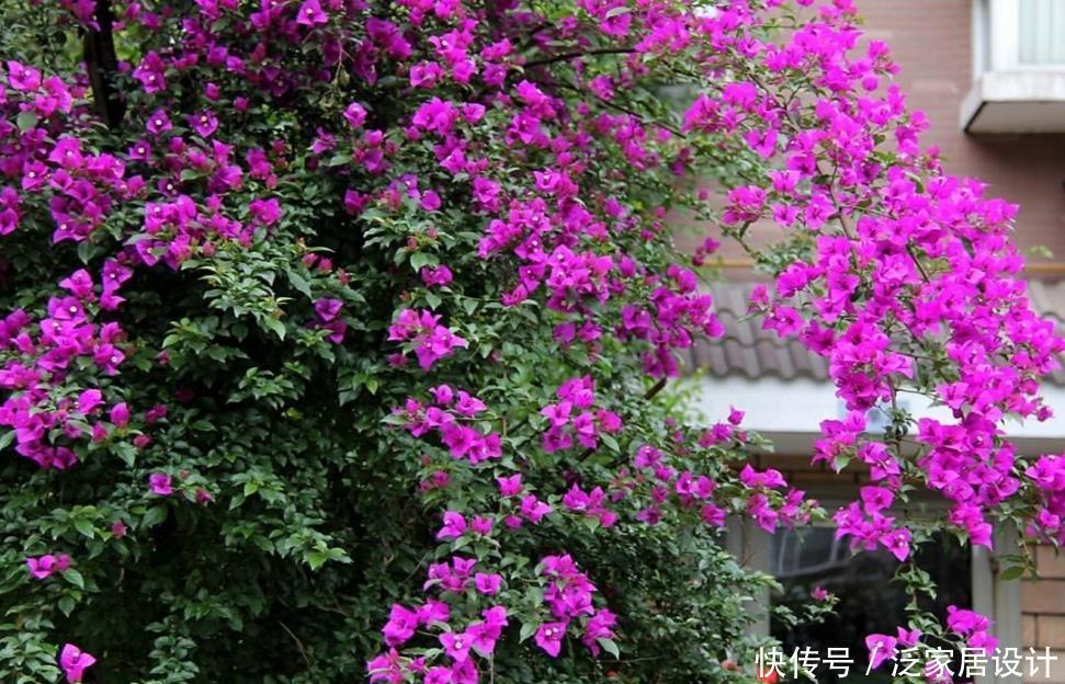 家有院子,就栽6种爬藤花卉,花期开成鲜花“瀑布”