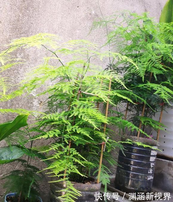 爆盆|掉叶发黄快枯死的文竹怎么急救给它喝点酸奶，一个月爆盆绿油油