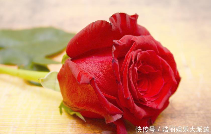 红袖红袖玫瑰|爱上养花,首选这款“精品玫瑰”果汁阳台,爆成花海,花姿卓越