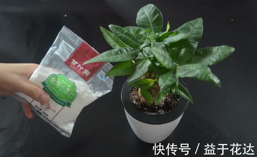 花盆|花盆里撒一点它, 不烂根不生虫, 花草越长越茂盛, 简直太实用了