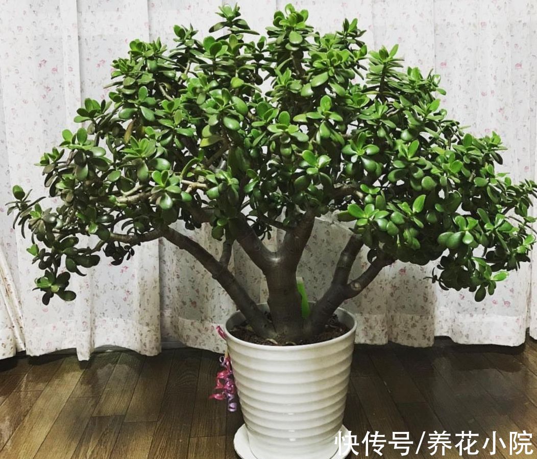 植物|玉树有“3怕2喜”，做好这几点，养成漂亮的盆景