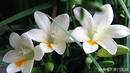 家里种上4种花,皮实又好养,开花满枝头,不愁冬天没花赏