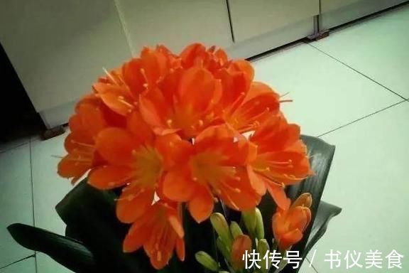 君子兰叶片长歪了，不好看，这个小技巧，让它重新变得美美的