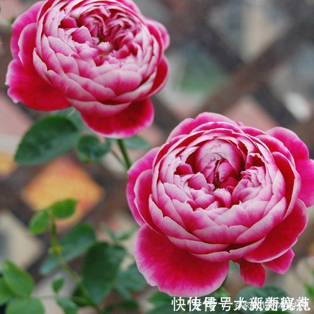 花型|25款勤花又好养的月季品种推荐。新手一定要来一颗,盆栽地栽都行