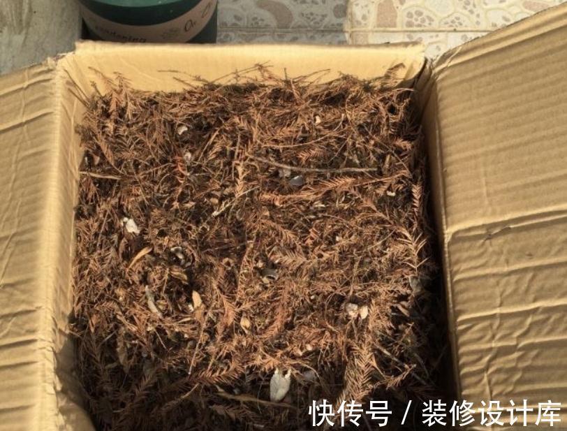 发酵|养花“法宝”松针该怎么用？单独使，加工后用，谨记这些准没错