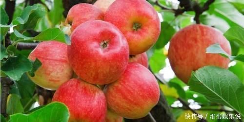 发胖|孕期多吃葡萄，宝宝的眼睛会又大又亮吗？哪几种水果多吃宝宝发育好，孕妈不发胖？